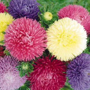 Aster (Kasımpatı) 15gr