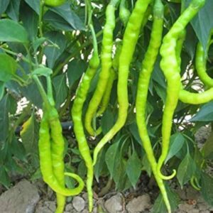 Biber Seyrek (Kıl Tatlı) 25 gr