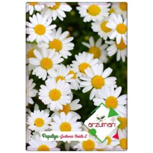 Papatya (Kır) 100 adet