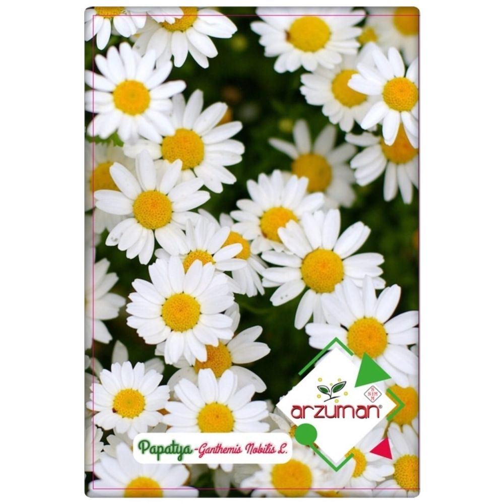 Papatya (Kır) 100 adet