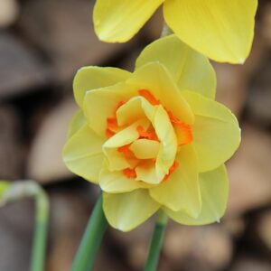 Nergis Twin Flower